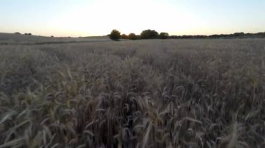 4K, altın buğday hasadının havadan görüntüsü günbatımında ağaçla panorama uçtu, İspanya 'nın kırsal kesimlerinde. Parlak güneş ışığı altında manzara. Çiftlikte buğday kulakları...