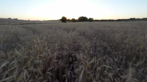 4K, vue aérienne de la récolte de blé d'or a flied panorama avec arbre au coucher du soleil paysage, campagne rurale en Espagne. Paysage sous la lumière du soleil. Portes de blé à la ferme Dan 