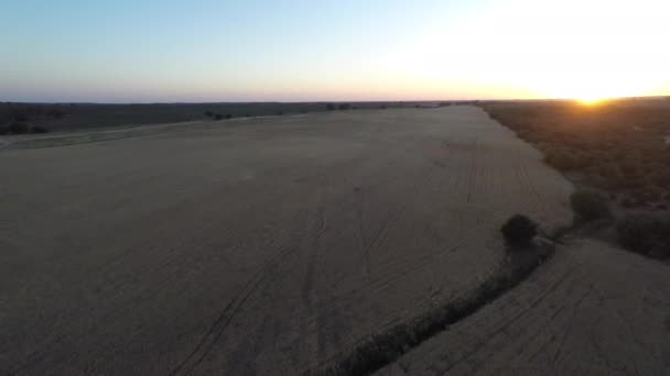 4K, vue aérienne de la récolte de blé d'or a flied panorama avec arbre au coucher du soleil paysage, campagne rurale en Espagne. Paysage sous la lumière du soleil. Portes de blé à la ferme Dan 