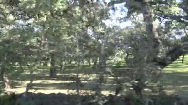 Güneş ışınlarıyla dolu güzel bir kış gününde bir Yeşil Dehesa 'nın 4K Badajoz Peyzajı. Extremadura Özerk Topluluğu, İspanya-Dan