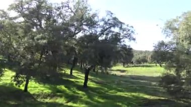 Güneş ışınlarıyla dolu güzel bir kış gününde bir Yeşil Dehesa 'nın 4K Badajoz Peyzajı. Extremadura Özerk Topluluğu, İspanya-Dan