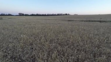 4K, altın buğday tarlalarının havadan görünüşü İspanya 'nın kırsal kesimlerinde panorama manzarası yayıyordu. Çiftlikte buğday kulakları...