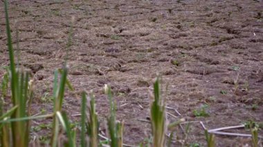 4K, iklim değişikliği, İspanya 'da kuru ve çatlak bir arazi. Toprak kuraklığı. Su krizi, kuruyan suyun yakınındaki toprağı çatlatıyor. Susuz toprak. Doğal afetler çöl arka planı - Dan