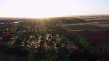 4K, İspanya 'da günbatımında güzel tarlaların en üst görüntüsü. Zeytin ağaçları. Harika bir çiftlik arazisi. Kırsal alan. Tarım manzarası. -Dan.