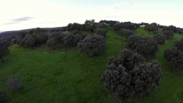 Vista Aérea Superior Dehesa Com Campos Gramíneas Carvalhos Campos Agrícolas — Vídeo de Stock