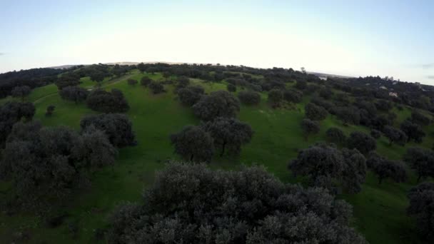 在西班牙农村的农田里 德西萨的空中俯瞰着草原和橡树 全景尽收眼底 文化景观很西班牙化 Dehesas的高程视图 通常指定用于牧养Dan — 图库视频影像