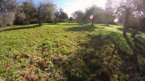 Hava Aracı Güneşli Bir Günde Büyük Zeytin Ağacı Tarlasını Vurdu — Stok video