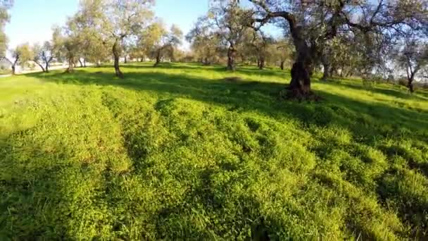 Avión Tripulado Aéreo Disparó Sobre Gran Campo Olivos Día Soleado — Vídeos de Stock