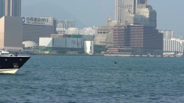 Mouvement Lent Aigle Brun Sauvage Volant Près Ferry Hong Kong — Video