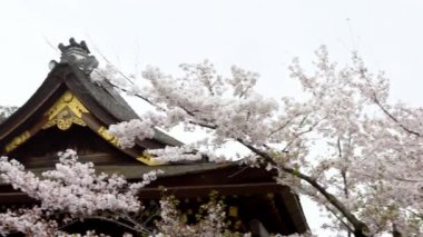 4K, Japonya beyaz kiraz çiçeği Kyoto 'daki ünlü Fushimi Inari Taisha tapınağında. Baharda akçaağaç, bahçede sakura ve Japonya 'nın geleneksel sığınak çatısı altında yağmur damlaları.