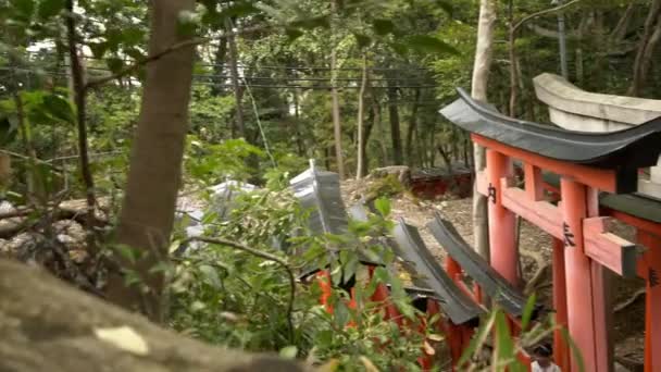 京都の有名な伏見稲荷大社の4K 美しい赤い鳥居 山の中を1000鳥居とのパスを神社に 日本の伝統的な建築を持つ日本の聖域 — ストック動画