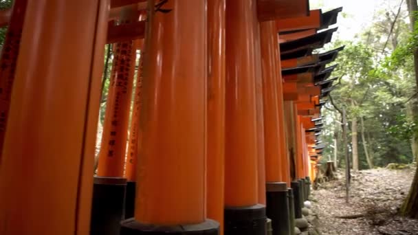 京都の有名な伏見稲荷大社の4K 美しい赤い鳥居 山の中を1000鳥居とのパスを神社に 日本の伝統的な建築を持つ日本の聖域 — ストック動画