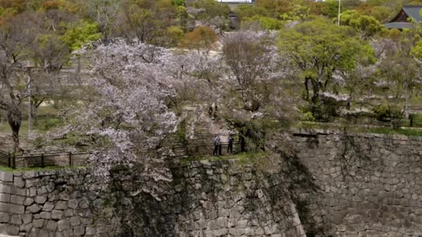 Sakura Blüte Nishinomaru Garten Des Japanischen Schlosses Osaka Berühmte Wahrzeichen — Stockvideo