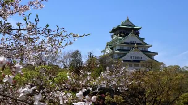 日本の古代大阪城桜 関西地方のシンボル日本 観光客のための有名なスポット 古い歴史的建造物の美しい風景のランドマーク 桜ダンと春の季節 — ストック動画
