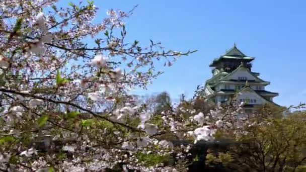 Torre Osaka Castillo Japonés Detrás Pared Roca Con Flor Sakura — Vídeo de stock