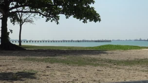 Singapur Abril 2015 Árbol Playa Con Fondo Buques Carga Contenedores — Vídeos de Stock