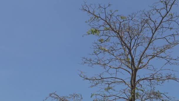 Drzewo Plaży Tłem Kontenerów Ładunków Pływających Wschodnim Wybrzeżu Parku Singapur — Wideo stockowe