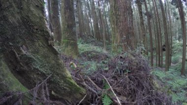 4k, Alishan 'ın popüler dağ beldesinde orman manzarası. Alishan Ulusal Sahne Bölgesi Tayvan-Dan 'ın Chiayi ilçesinin dağlarında yer alan doğal bir koruma alanıdır.