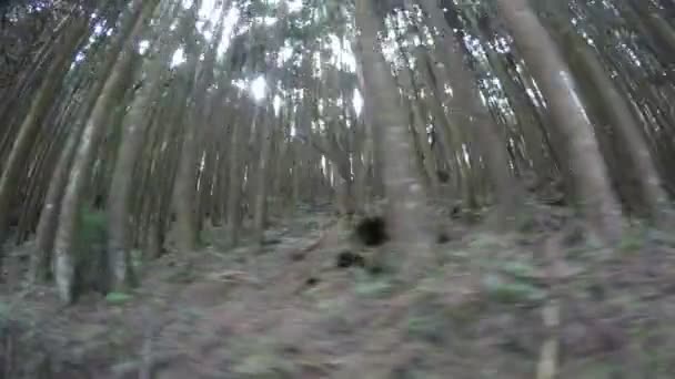 Voyager Dans Les Fameux Bois Chemin Fer Forestier Alishan Vue — Video