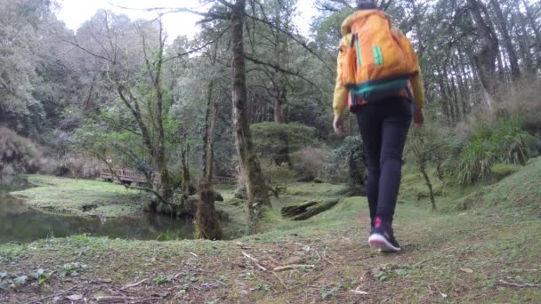 台湾姑娘背着背包在爱丽山国家风景区的森林里散步 这个地区深受游客和登山爱好者的欢迎 — 图库视频影像
