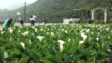 Yang Ming Shan Ulusal Parkı, Tayvan-20 Nisan 2013: Qixing Dağı 'ndaki Yangmingshan Milli Parkı' nın merkezindeki insanlar ve evlere sahip Bahçe Calla Lily, Taipei-Dan