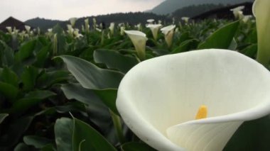 Qixing Dağı 'nda, Taipei' deki Yangmingshan Ulusal Parkı 'nın merkezinde yaşayan insanlar ve evleri olan Bahçe Calla Lily.