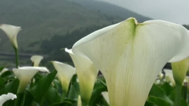 Qixing Dağı 'ndaki Bahçe Zambağı Yangmingshan Ulusal Parkı, Taipei - Dan