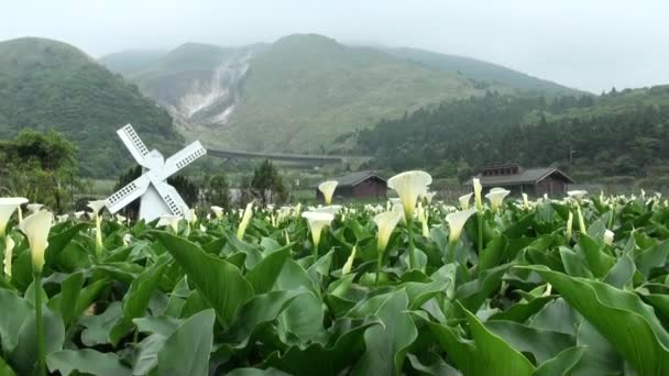 台北市陽明山国立公園中心部の清渓山にある工場と温泉を背景にしたガーデンカラユリ — ストック動画