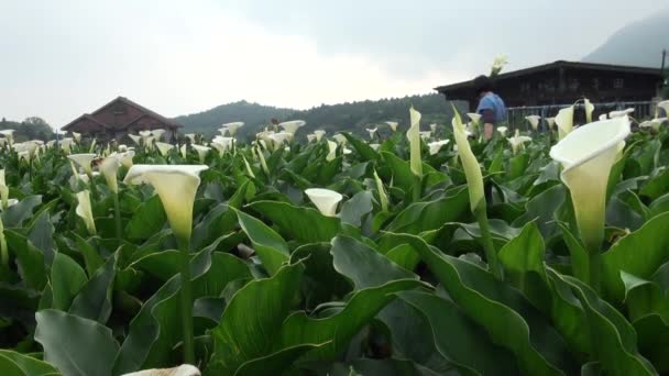 Yang Ming Shan National Park Taiwan April 2013 Garden Calla — стокове відео