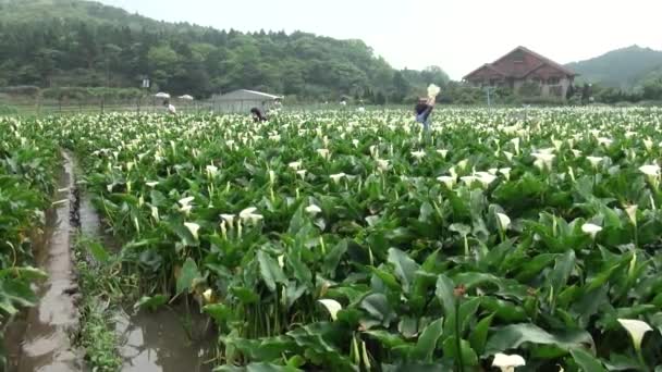 Yang Ming Shan National Park Taiwan April 2013 Garden Calla — стокове відео