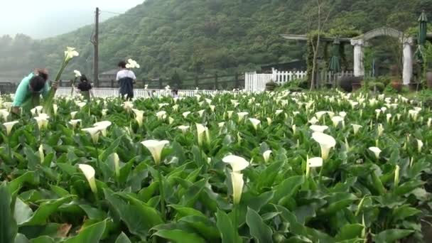 Park Narodowy Yang Ming Shan Tajwan Kwietnia 2013 Ogród Calla — Wideo stockowe