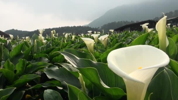 台北杨明山国家公园中心齐兴山人居家的花园卡拉百合 — 图库视频影像
