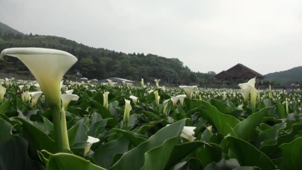 台北杨明山国家公园中心齐兴山人居家的花园卡拉百合 — 图库视频影像