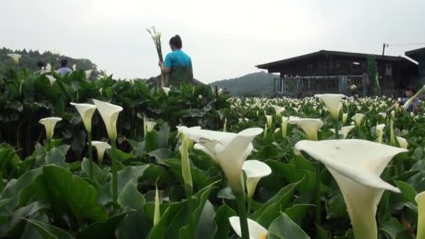 Park Narodowy Yang Ming Shan Tajwan Kwietnia 2013 Ogród Calla — Wideo stockowe