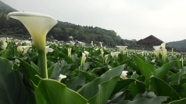 Yang Ming Shan National Park Taiwan April 2013 Trädgård Calla — Stockvideo