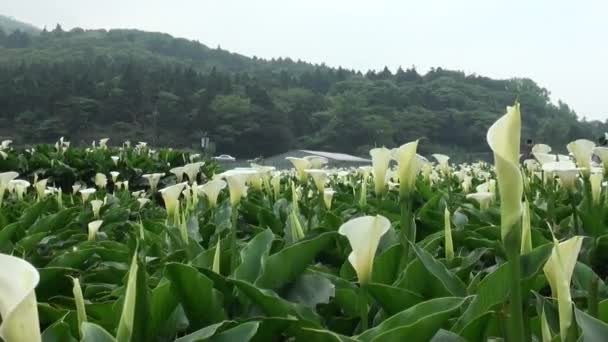 Jardin Calla Lily Avec Des Gens Des Maisons Arrière Plan — Video