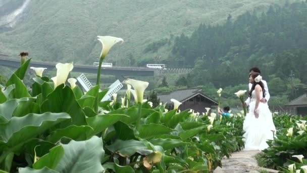 Yang Ming Shan National Park Тайвань Квітня 2013 Сад Калла — стокове відео
