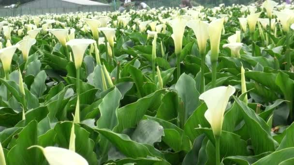 Trädgård Calla Lily Qixing Mountain Centrum Yangmingshan National Park Taipei — Stockvideo