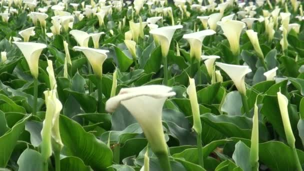 Ogród Calla Lily Górach Qixing Centrum Parku Narodowego Yangmingshan Taipei — Wideo stockowe