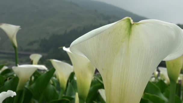 Jardín Calla Lily Qixing Mountain Centro Del Parque Nacional Yangmingshan — Vídeos de Stock