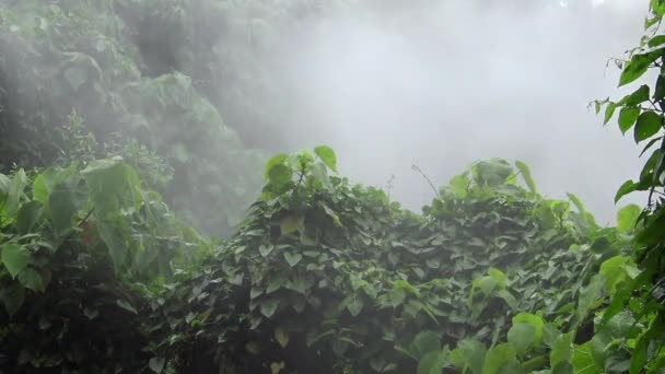 Bubblande Stor Varm Källa Taiwan Pooler Med Varmt Vatten Beitou — Stockvideo