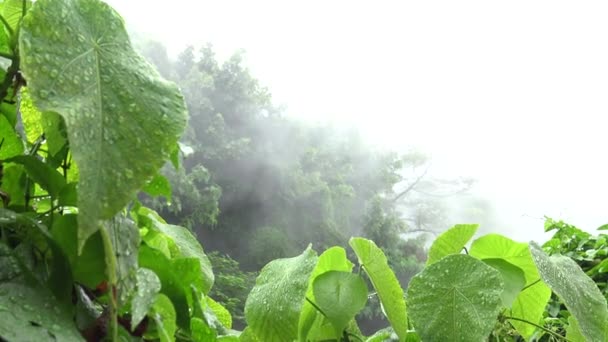 Bubblande Stor Varm Källa Den Gröna Skogen Taiwan Pooler Med — Stockvideo