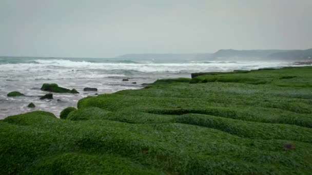 新北市にある4K Laomei Green Reef 様々な形のサンゴ礁は 長年にわたって波状火山溶岩によって形成された 毛布の花が咲くのは台湾北部の海岸村ダン — ストック動画