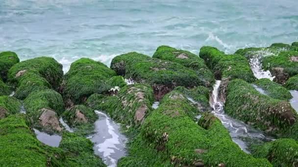Laomei Green Reef New Taipei City 海岸で波が打ち寄せる 海岸線に沿って美しく構造化された火山岩のストレッチ ゴージャスな藻が岩礁構造を覆い — ストック動画