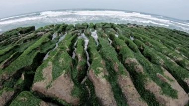 4K Laomei Green Reef New Taipei Şehri. Deniz dalgaları kıyıya vuruyor. Tayvan 'ı merak ediyorum. Kıyı şeridi boyunca çok güzel yapılandırılmış volkanik kayalar. Muhteşem yosunlar Dan kayalarını kapladı.