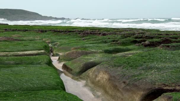 スローモーション 老明グリーンリーフ新北市 海岸で波が打ち寄せる 海岸線沿いの構造化火山岩のストレッチ ゴージャスな藻岩礁構造 — ストック動画