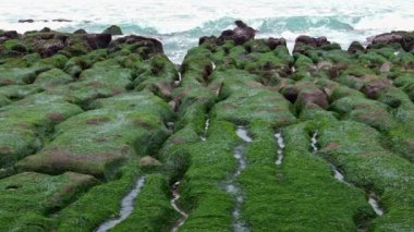 Yavaş çekim Laomei Green Reef New Taipei Şehri. Deniz dalgaları kıyıya vuruyor. Sahil şeridi boyunca uzanan yapılandırılmış volkanik kayalar. Muhteşem yosunlar kayaları kaplayarak resifleri oluşturur. Dan 'in yapısı.
