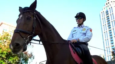 Taipei, Tayvan-28 Kasım 2017: 4K, Polis caddede ata biniyor. Tayvanlı polisler şehirde atlara biniyorlardı. Atlı polis parkta at sırtında. Devriye polisleri Dan halkını korumaya hazır.