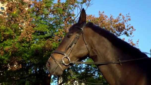 Taipei Taiwan November 2017 Close Head Brown Horse Harness Police — Stock Video