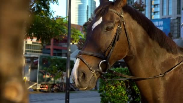 Zbliżenie Głowy Brązowego Konia Uprzężą Policja Jeździ Konno Ulicy Tajwańscy — Wideo stockowe